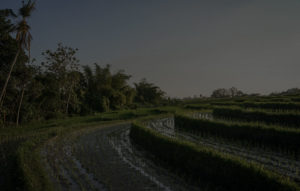 Rice field overview
